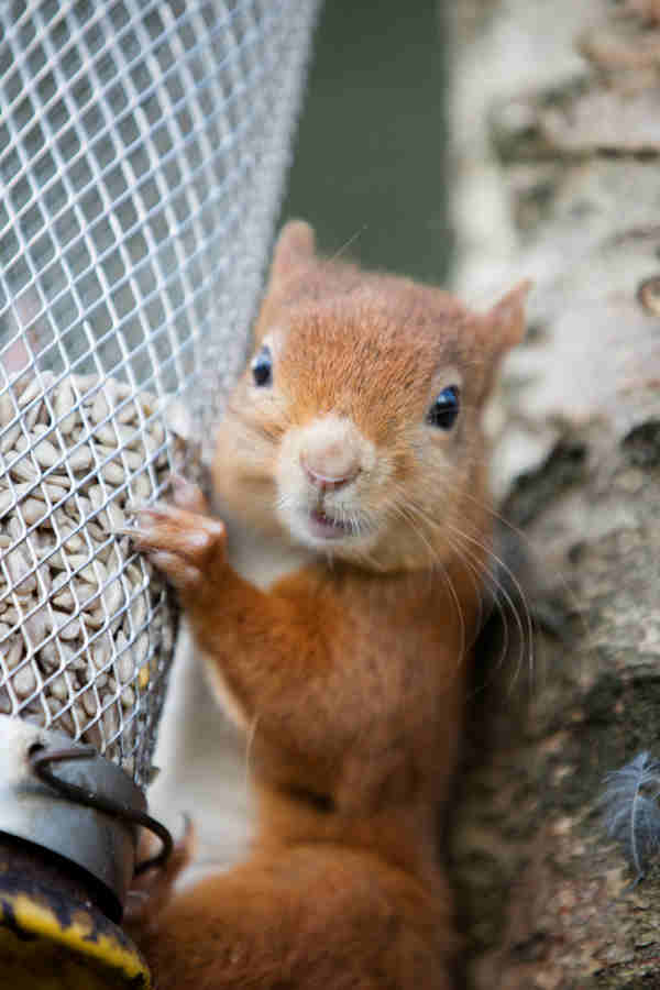 Red Squirrel