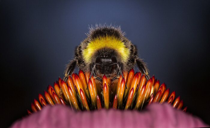 A Bee