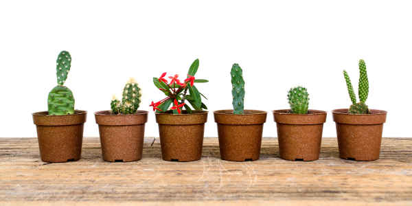 Cacti in plastic plant pots