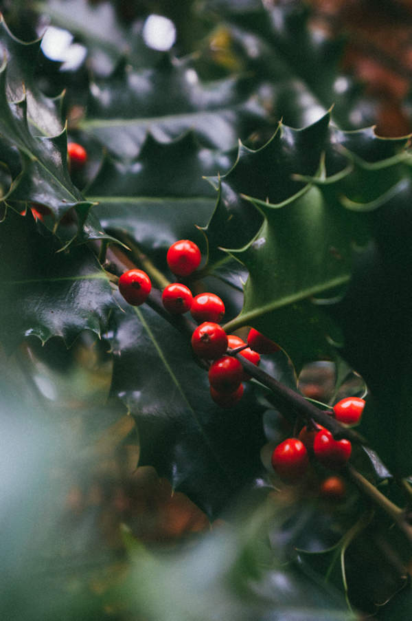 Holly