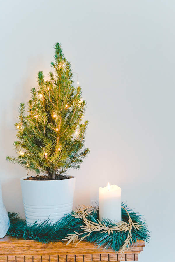Mini Real Christmas Tree