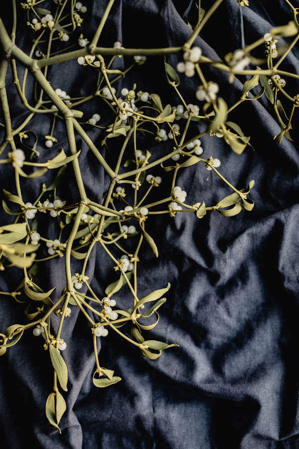 Mistletoe