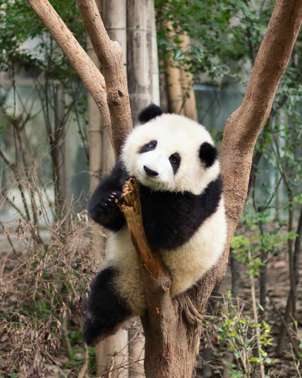 A panda