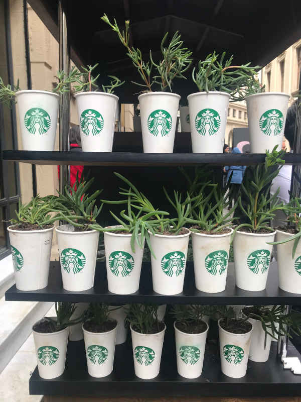 Plants growing in Starbucks cups.