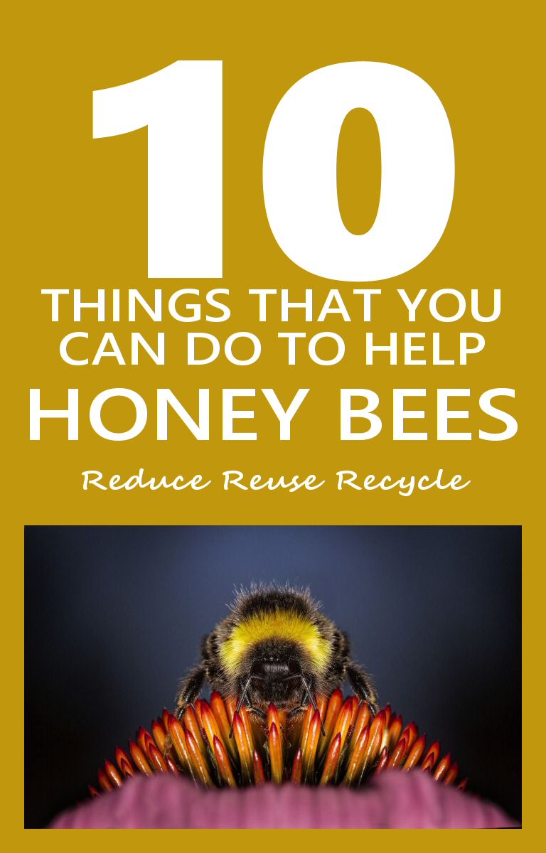 Ten Things You Can Do To Help Honey Bees